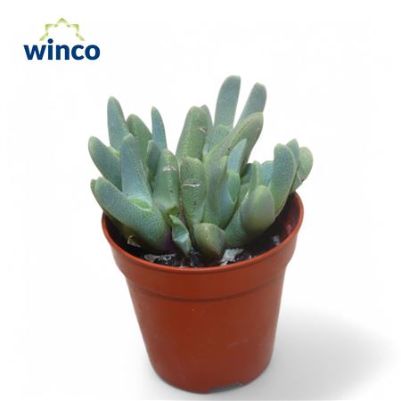 Хейрдопсис зубчатый