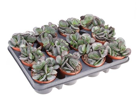 Adromischus Trigynus