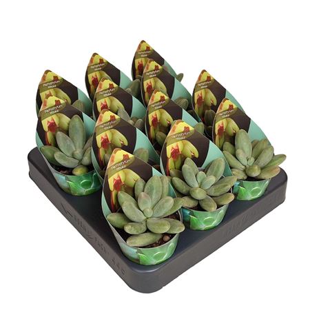 Pachyphytum Fittkaui Potcover