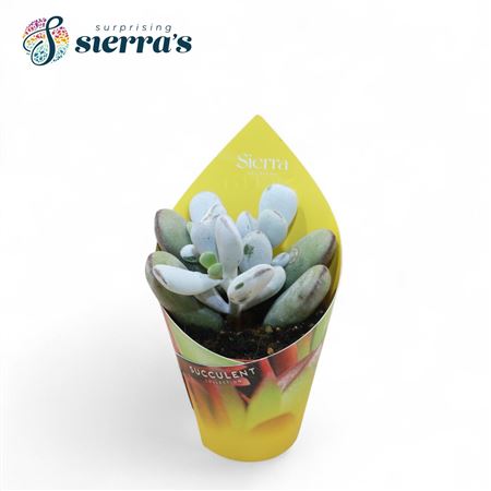 Cotyledon Orbiculata Higginsiae.