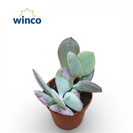 Cotyledon Karoo