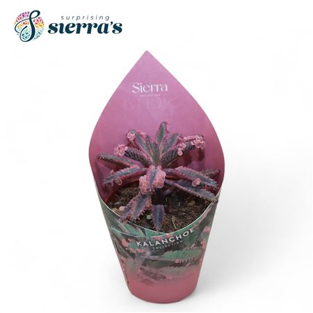 Sierra's - Kalanchoe Pink Butterfly (single) Sierr