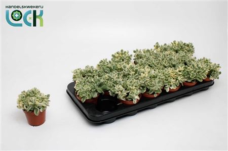 Cotyledon Ladismithiensis Variegata