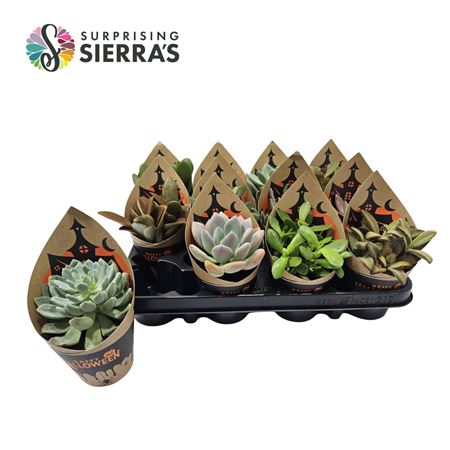 Cartoonz® - Halloween Succulents (prime) Sierra Co