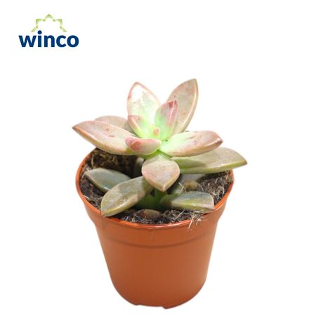 Graptosedum California Sunset