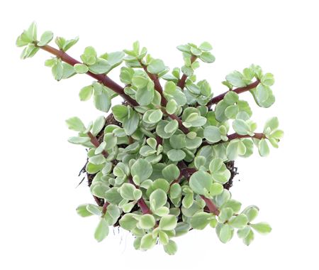 Portulacaria Afra Variegata