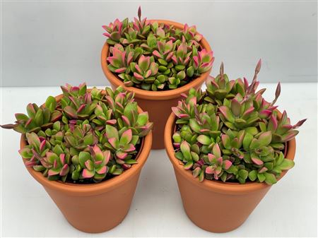 Anacampseros Rufescens