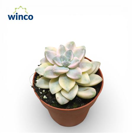 Graptoveria Titubans Variegata