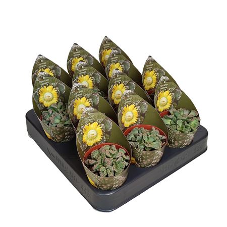 Titanopsis Calcarea Potcover