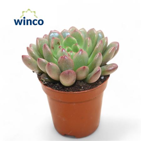 Graptoveria Bashfull