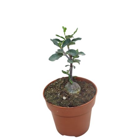 Фоккеа Эдулис