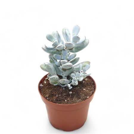 Cotyledon Orbiculata Higginsiae.