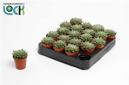 Graptopetalum Rusbyi