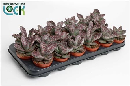 Kalanchoe Zebra