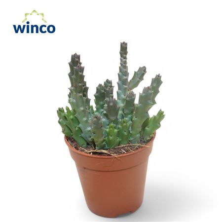 Stapelia Variagata
