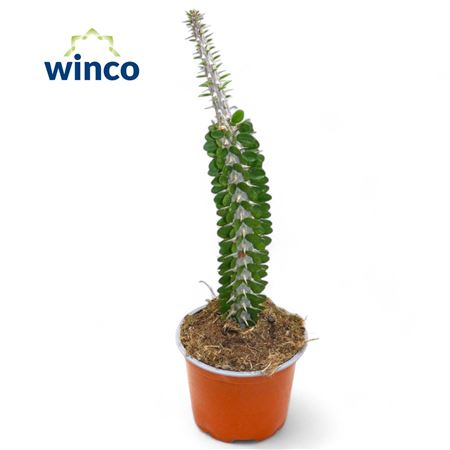 Аллуаудия Фочера