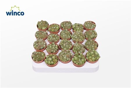 Anacampseros Tomentosa