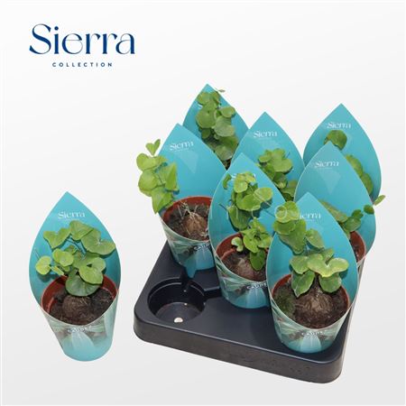 Dioscorea Elephantipes (sierra) Коллекция Сьерра