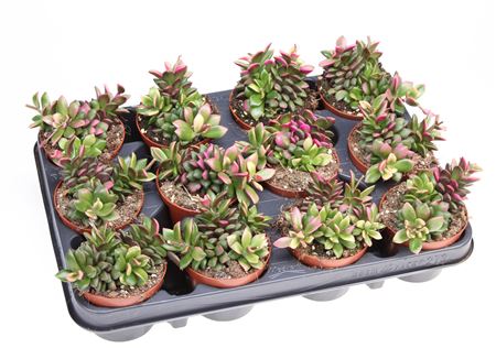 Anacampseros Rufescens Sunrise