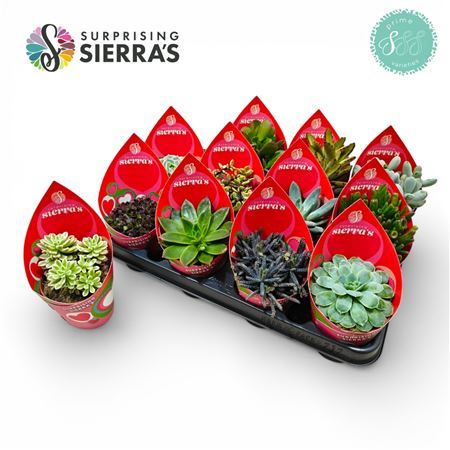 Surprise® - Lovely Succulents (prime) Sierra Colle