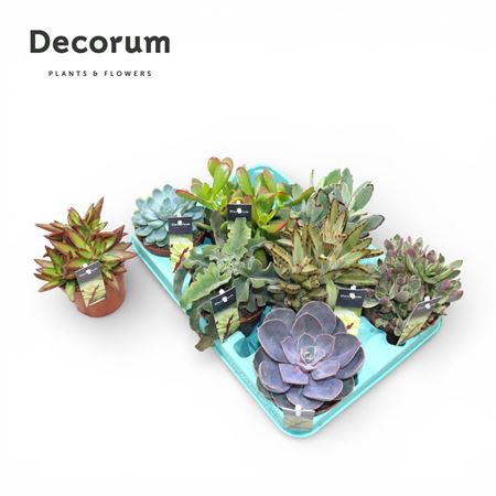 Succulenten Mix (8spc) (decorum) Decorum+steker