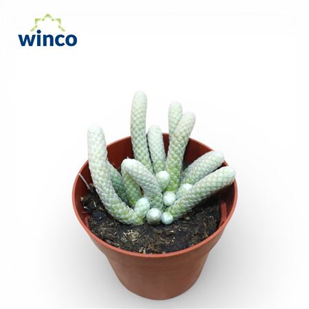 Авония папируцея