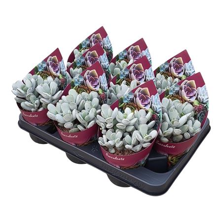 Cotyledon Orbiculata Oophylla Potcover