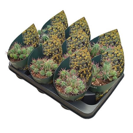 Euphorbia Inconstantia Potcover