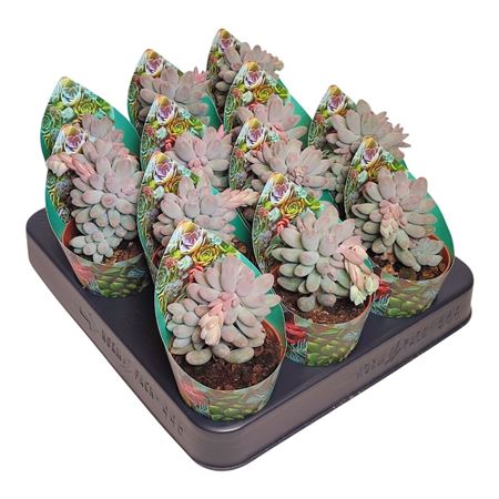 Pachyphytum Misty Charm Potcover