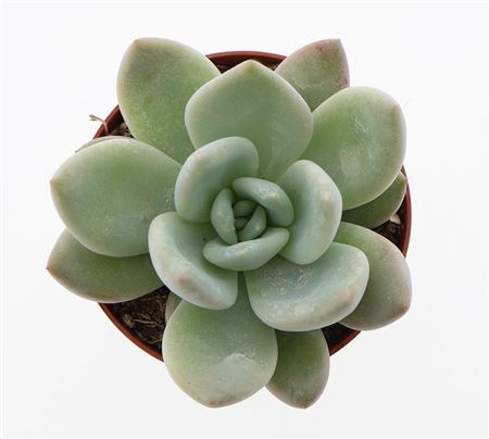 Graptoveria Opalina