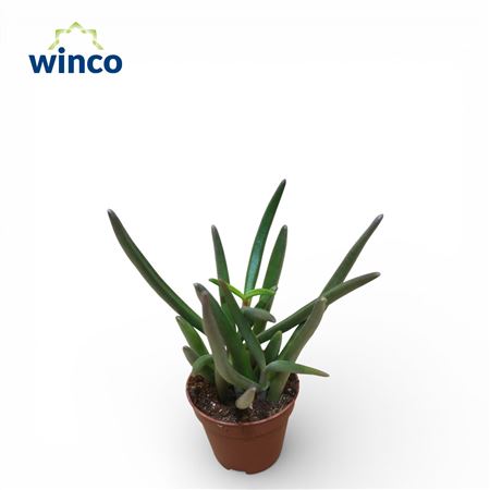 Цефалофиллум Алстонии