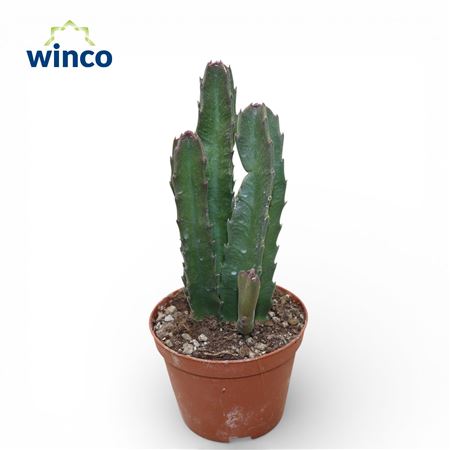 Stapelia Gigantea Irsutu