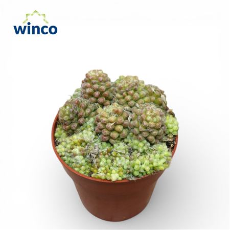 Anacampseros Tomentosa