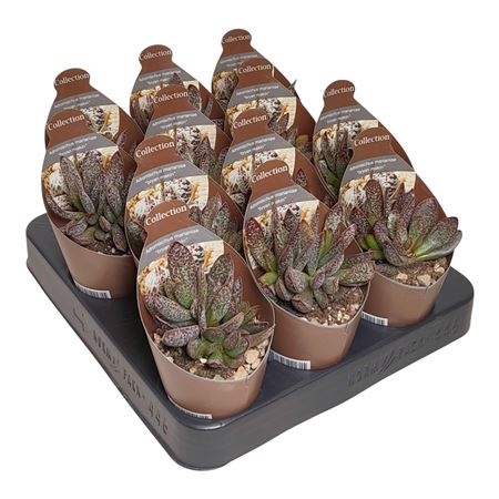 Cotyledon Ladismithiensis Variegato Potcover