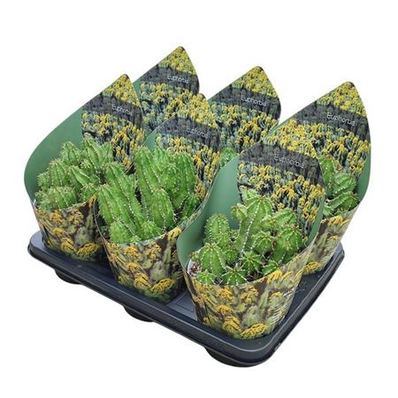 Euphorbia Frankii Potcover