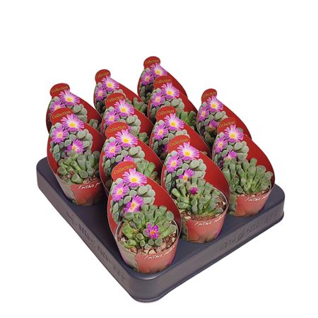 Frithia Pulchra Potcover