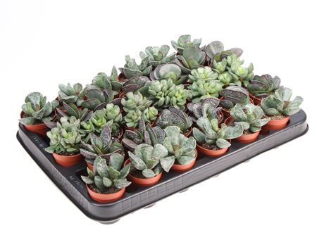 Adromischus Mix