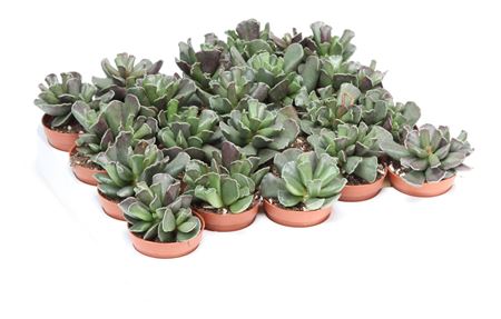 Adromischus Schonlandi