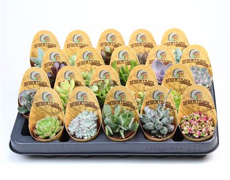 Succulent Mix Potcover Desert Plants