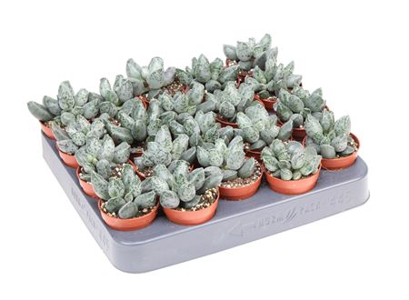 Adromischus Grey