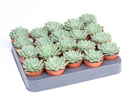 Graptopetalum Altair