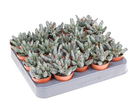 Adromischus Festivus