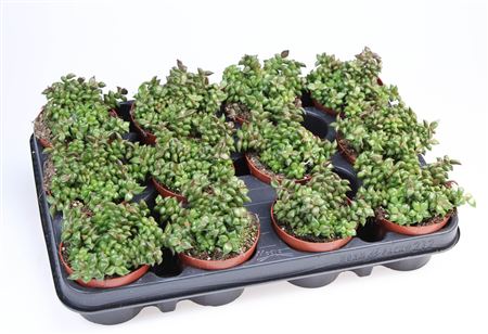 Anacampseros Cuspidata