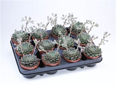 Graptopetalum + Flower