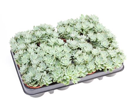 Graptopetalum Altair