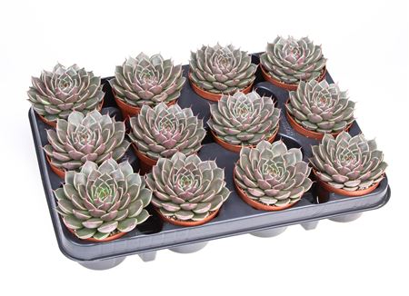 Graptopetalum Hybrid Canopus