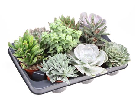 Succulent Mix Xl