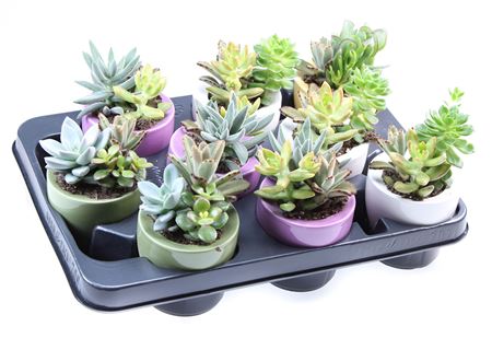 Succulent Trio Ufo Pot