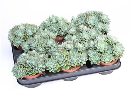 Graptopetalum Altair