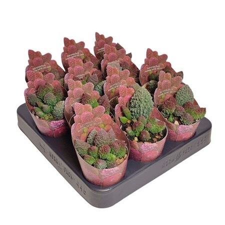 Adromischus Herrei Red Coral